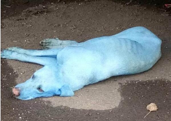 據(jù)英國(guó)《每日郵報(bào)》報(bào)道，日前，印度孟買市的街道上出現(xiàn)了一些具有藍(lán)色毛發(fā)的流浪狗，而這一現(xiàn)象正是由當(dāng)?shù)氐暮恿魑廴驹斐傻?。針?duì)此問題，動(dòng)物保護(hù)部門的負(fù)責(zé)人敦促當(dāng)?shù)卣賳T盡快對(duì)向河中傾倒廢物的公司采取行動(dòng)