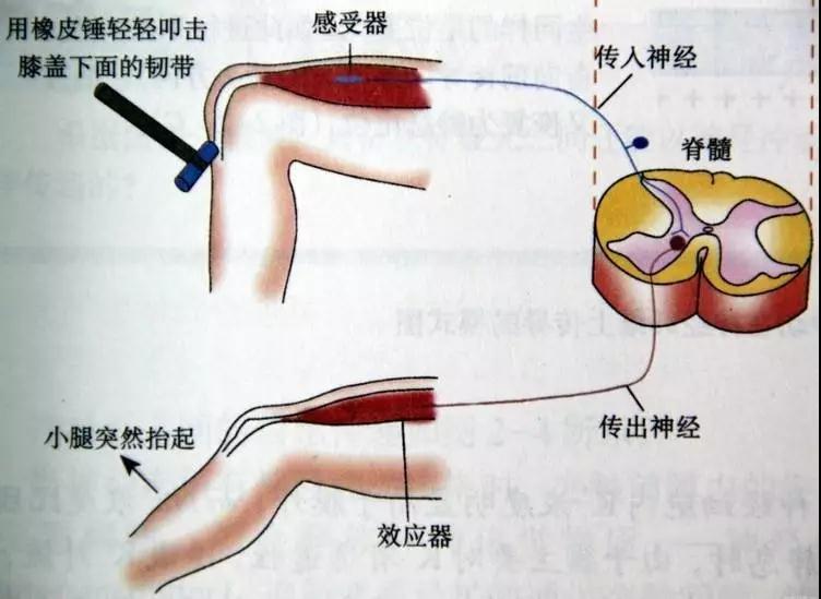 在核電說起控制系統(tǒng)很多人都會想到DCS，那到底，什么是DCS呢？作為一篇正經(jīng)的科普文章當(dāng)然要引經(jīng)據(jù)典，這樣才顯得高大上！DCS是什么？DCS系統(tǒng)又叫集散控制系統(tǒng)或者分散控制系統(tǒng)，是一種以微處理器為基礎(chǔ)，采用控制功能分散顯示、操作集中、兼顧分而自治和綜合協(xié)調(diào)的設(shè)計原則的儀表控制系統(tǒng)。目前DCS系統(tǒng)在電力、冶金、石化等行業(yè)中都有廣泛的應(yīng)用