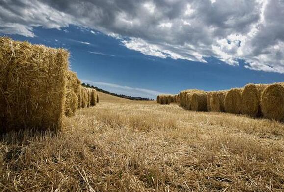 在新能源蓬勃發(fā)展帶動下，生物質(zhì)能利用獲得了廣泛關(guān)注，生物質(zhì)能發(fā)電產(chǎn)業(yè)方興未艾，彰顯出巨大的資源潛力，而且部分技術(shù)實(shí)現(xiàn)了商業(yè)化，產(chǎn)品、產(chǎn)業(yè)有明顯進(jìn)步。不過，生物質(zhì)能發(fā)電還面臨著許多問題和障礙，未來發(fā)展不易