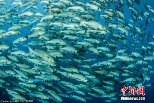 據(jù)日媒報(bào)道，日本京都大學(xué)環(huán)境工程學(xué)副教授田中周平等組成的團(tuán)隊(duì)日前匯總的調(diào)查結(jié)果顯示，將海面漂浮的“微塑料”吸入體內(nèi)的魚類在東京灣、大阪灣、琵琶湖等國(guó)內(nèi)大范圍內(nèi)被發(fā)現(xiàn)，占到調(diào)查總體的四成。資料圖：海中魚群據(jù)報(bào)道，“微塑料”是指塑料袋、塑料瓶等被紫外線和海浪破壞后形成的小于5毫米的垃圾