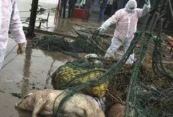 
            	9月10日，浙江省湖州市發(fā)生了一件讓大家的心和胃都不太舒服的一件事。湖州政府新聞辦發(fā)布通告稱，當(dāng)天下午，工作人員在位于湖州大銀山西南處挖掘發(fā)現(xiàn)了動物尸骸