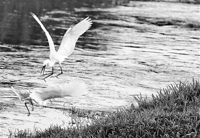 
            	河湖還清 濕地恢復(fù) 北京治理生態(tài)環(huán)境的效果逐漸凸顯多種野生動(dòng)物重現(xiàn)京城闊別12年的野生白天鵝再次回歸清水河、“水質(zhì)狀況監(jiān)測(cè)鳥”重回京城、被稱為衡量生態(tài)環(huán)境“指標(biāo)物種”的豹貓首次在野鴨湖濕地近距離觀察到、蒼鷺的觀測(cè)數(shù)量創(chuàng)下歷年之最……記者尋訪發(fā)現(xiàn)，今年以來(lái)，多種野生動(dòng)物在北京重現(xiàn)、擴(kuò)繁，北京持續(xù)治理生態(tài)環(huán)境的效果逐漸凸顯。蒼鷺：今年觀測(cè)數(shù)量創(chuàng)歷年之最北京野鴨湖濕地公園建成了國(guó)家級(jí)陸生野生動(dòng)物疫源疫病監(jiān)測(cè)站，工作人員每天都在現(xiàn)場(chǎng)開展監(jiān)測(cè)工作