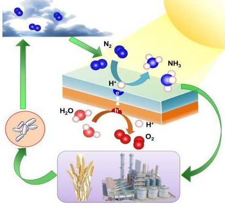 
            	【引語】一百多年以來，“哈伯－博施”（Haber-Bosch）固氮法作為工業(yè)上應(yīng)用最為廣泛的合成氨工藝，為社會發(fā)展和科技進步作出了巨大貢獻。然而，此工藝需要嚴苛的反應(yīng)條件，為實現(xiàn)反應(yīng)所需要的高溫高壓環(huán)境每年都會對全球能源產(chǎn)生巨大的耗費