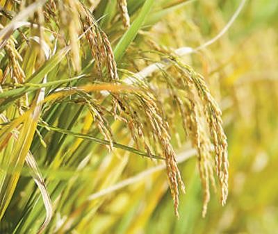 
            	據(jù)人民日?qǐng)?bào)報(bào)道，“雜交水稻之父”袁隆平的水稻新品又有了新的突破。近日，在山東省青島市李滄區(qū)的海水稻研究發(fā)展中心的試驗(yàn)基地，“雜交水稻之父”袁隆平領(lǐng)銜的技術(shù)團(tuán)隊(duì)培育出的最新一批“海水稻”獲得豐收