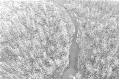 
            	圖為2017年11月27日，位于湖南沅江市的南洞庭湖自然保護(hù)區(qū)核心區(qū)內(nèi)一大片等待清理的歐美黑楊林。記者 李尕 攝2017年11月27日，位于湖南沅江市的南洞庭湖自然保護(hù)區(qū)核心區(qū)內(nèi)，一名工作人員在清理歐美黑楊