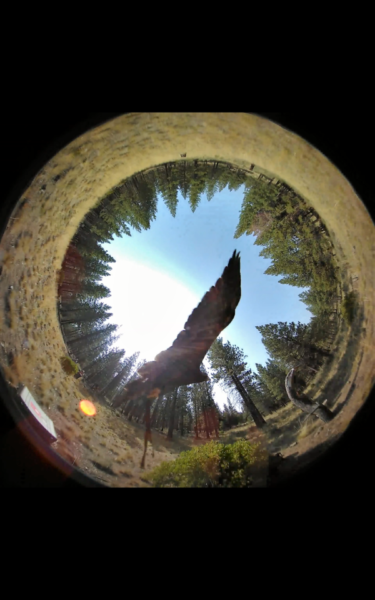  　　對(duì)鳥類來說，離岸風(fēng)電與陸上風(fēng)電是地球上新出現(xiàn)的危險(xiǎn)電風(fēng)扇，因此發(fā)展再生能源同時(shí)，也該顧慮到本地或是遷徙生物的感受，因此美國(guó)奧瑞岡州立大學(xué)（OSU）研發(fā)一個(gè)智能系統(tǒng)，希望可以分析并減少風(fēng)機(jī)對(duì)鳥類的影響。
 
　　根據(jù) UN News 2014 的報(bào)告，與燃煤發(fā)電相比，風(fēng)能與太陽(yáng)能對(duì)鳥類的影響更少