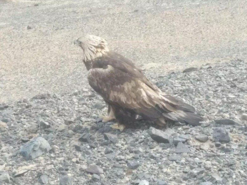  　　甘肅酒泉的三月依舊寒風(fēng)凜冽，茫茫戈壁灘上見(jiàn)不到半點(diǎn)生機(jī)。完成了一天的巡檢任務(wù)，上海電氣的兩名風(fēng)電巡檢員張志春、柯長(zhǎng)宏拖著疲憊的身軀驅(qū)車從華能安北風(fēng)電場(chǎng)返回駐地